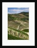 Terraced Vineyards lining the hills of the Duoro Valley by Anonymous