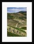 Terraced Vineyards lining the hills of the Duoro Valley by Anonymous