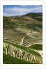 Terraced Vineyards lining the hills of the Duoro Valley by Anonymous