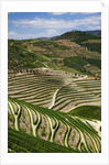Terraced Vineyards lining the hills of the Duoro Valley by Anonymous