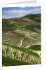 Terraced Vineyards lining the hills of the Duoro Valley by Anonymous