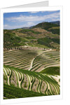 Terraced Vineyards lining the hills of the Duoro Valley by Anonymous