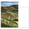 Terraced Vineyards lining the hills of the Duoro Valley by Anonymous