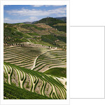 Terraced Vineyards lining the hills of the Duoro Valley by Anonymous