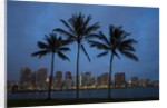 Palm Trees with the night lights of Honolulu by Anonymous
