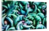 Tropical Gardens with Display of Blue Jade Seeds by Anonymous
