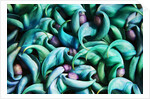 Tropical Gardens with Display of Blue Jade Seeds by Anonymous