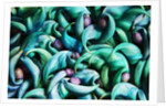 Tropical Gardens with Display of Blue Jade Seeds by Anonymous