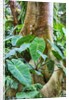 Philodendrons Growing in Forest by Anonymous