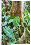 Philodendrons Growing in Forest by Anonymous