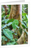 Philodendrons Growing in Forest by Anonymous