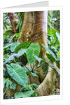 Philodendrons Growing in Forest by Anonymous