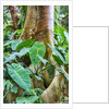 Philodendrons Growing in Forest by Anonymous