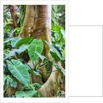 Philodendrons Growing in Forest by Anonymous