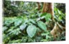 Philodendrons Growing in Forest by Anonymous