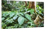 Philodendrons Growing in Forest by Anonymous