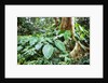 Philodendrons Growing in Forest by Anonymous