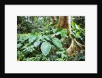 Philodendrons Growing in Forest by Anonymous