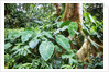 Philodendrons Growing in Forest by Anonymous