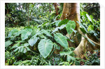 Philodendrons Growing in Forest by Anonymous