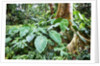 Philodendrons Growing in Forest by Anonymous