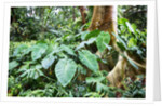 Philodendrons Growing in Forest by Anonymous