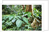 Philodendrons Growing in Forest by Anonymous