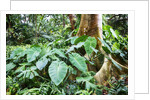 Philodendrons Growing in Forest by Anonymous