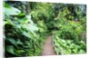 Tropical Gardens with Trail leading Through the Fresh Green Leaves by Anonymous