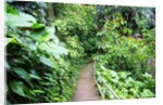Tropical Gardens with Trail leading Through the Fresh Green Leaves by Anonymous