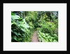 Tropical Gardens with Trail leading Through the Fresh Green Leaves by Anonymous