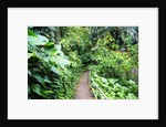 Tropical Gardens with Trail leading Through the Fresh Green Leaves by Anonymous