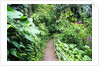 Tropical Gardens with Trail leading Through the Fresh Green Leaves by Anonymous