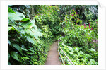 Tropical Gardens with Trail leading Through the Fresh Green Leaves by Anonymous