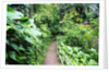 Tropical Gardens with Trail leading Through the Fresh Green Leaves by Anonymous