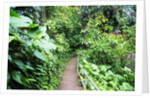 Tropical Gardens with Trail leading Through the Fresh Green Leaves by Anonymous
