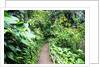 Tropical Gardens with Trail leading Through the Fresh Green Leaves by Anonymous