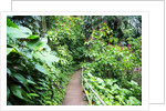 Tropical Gardens with Trail leading Through the Fresh Green Leaves by Anonymous