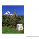 Red Bartlett pears by Anonymous