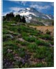 Phlox wildflowers & Mt. Hood by Anonymous