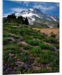 Phlox wildflowers & Mt. Hood by Anonymous