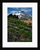 Phlox wildflowers & Mt. Hood by Anonymous