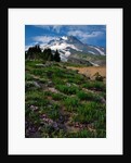 Phlox wildflowers & Mt. Hood by Anonymous