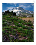 Phlox wildflowers & Mt. Hood by Anonymous