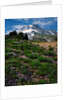 Phlox wildflowers & Mt. Hood by Anonymous