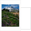 Phlox wildflowers & Mt. Hood by Anonymous