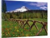 Mt. Hood viewed from Summit Meadows by Anonymous
