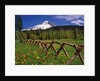 Mt. Hood viewed from Summit Meadows by Anonymous