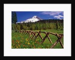 Mt. Hood viewed from Summit Meadows by Anonymous