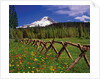 Mt. Hood viewed from Summit Meadows by Anonymous